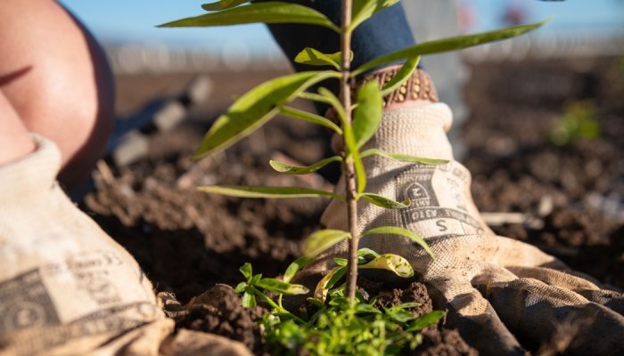 Santanol, produtora de óleo de sândalo, junta-se à Union for Ethical Biotrade Santanol, produtora de óleo de sândalo, junta-se à Union for Ethical Biotrade