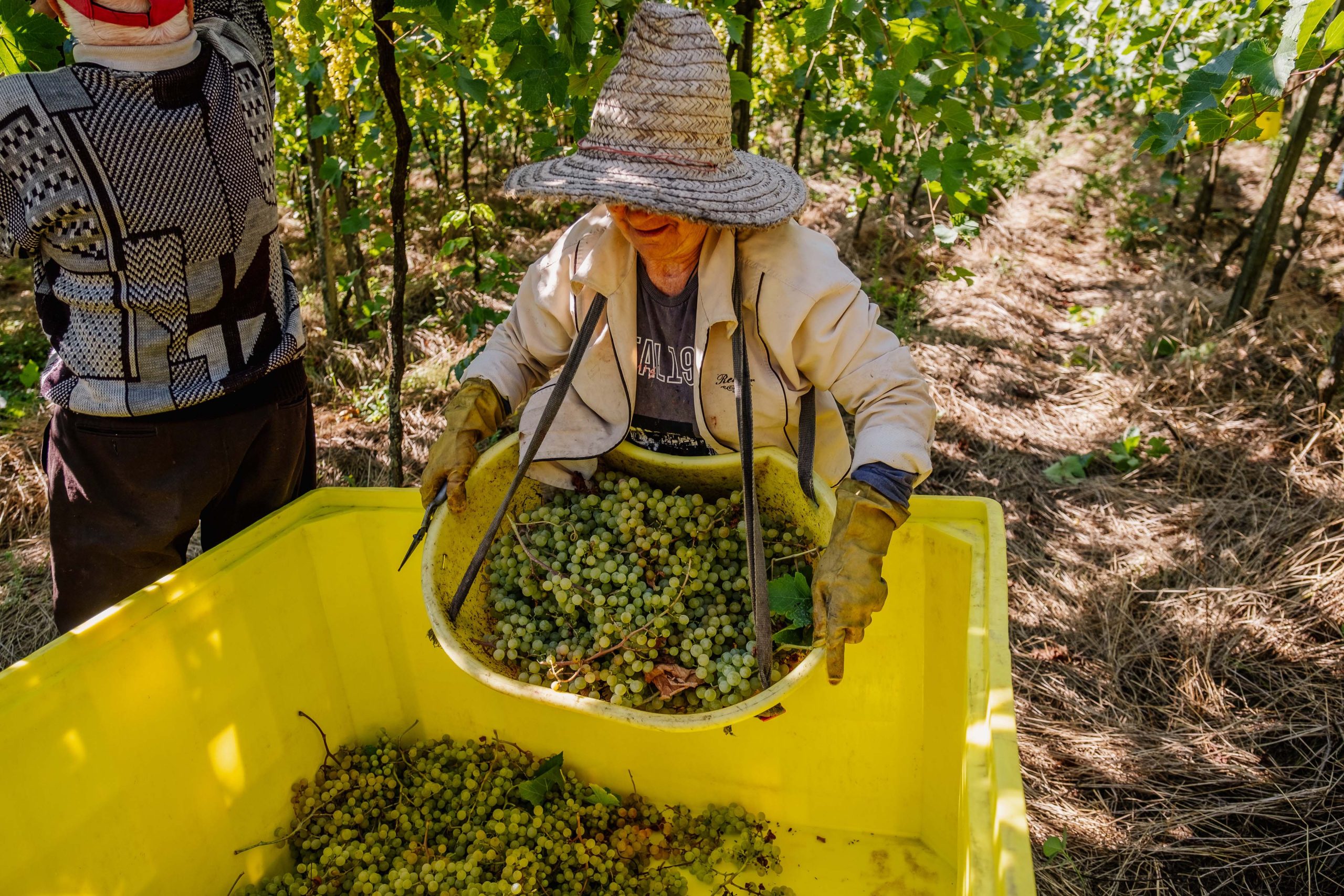 Cooperativa Vinícola Aurora conclui qualificação sobre leis trabalhistas para os 1,1 mil associados Cooperativa Vinícola Aurora conclui qualificação sobre leis trabalhistas para os 1,1 mil associados