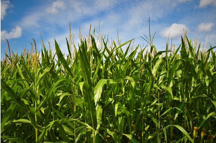 Exportações do agronegócio em outubro foram de US$ 13,38 bilhões Exportações do agronegócio em outubro foram de US$ 13,38 bilhões