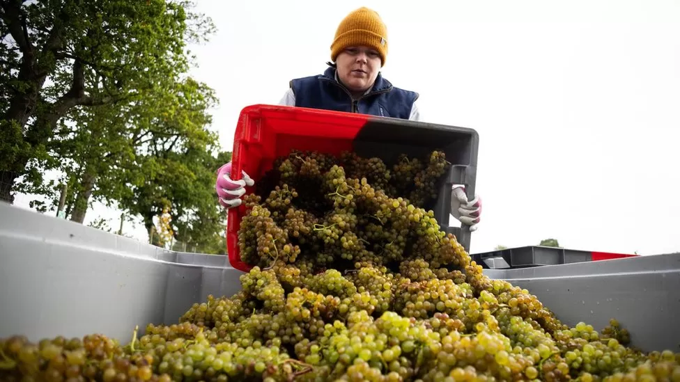 Produção global de vinho cai para o menor nível em 62 anos em 2023 Produção global de vinho cai para o menor nível em 62 anos em 2023