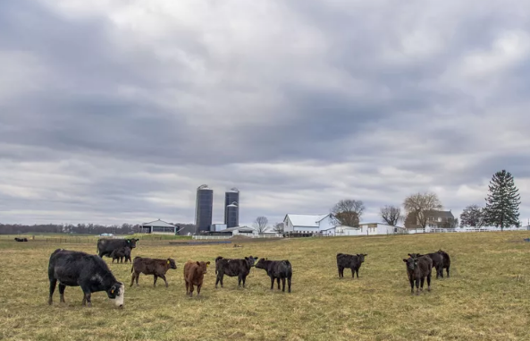 Reguladores de Iowa reconsideram permissão para instalação controversa de gado Reguladores de Iowa reconsideram permissão para instalação controversa de gado