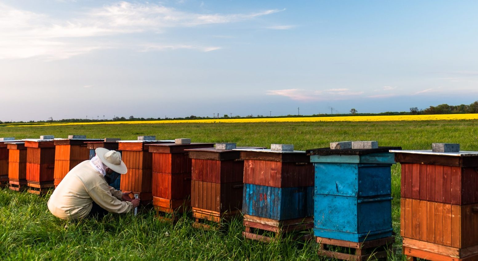 A Importância das Abelhas sem-Ferrão no SBT Agro A Importância das Abelhas sem-Ferrão no SBT Agro