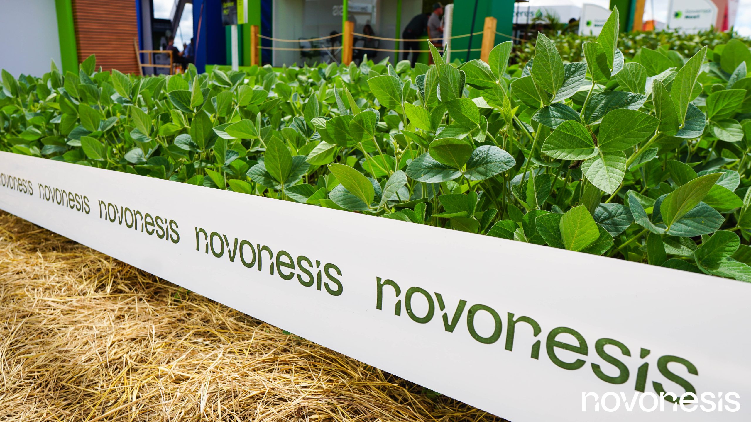 Novonesis apresentará soluções biológicas para Tratamento Industrial de Sementes (TSI) durante o Show Safra Novonesis apresentará soluções biológicas para Tratamento Industrial de Sementes (TSI) durante o Show Safra
